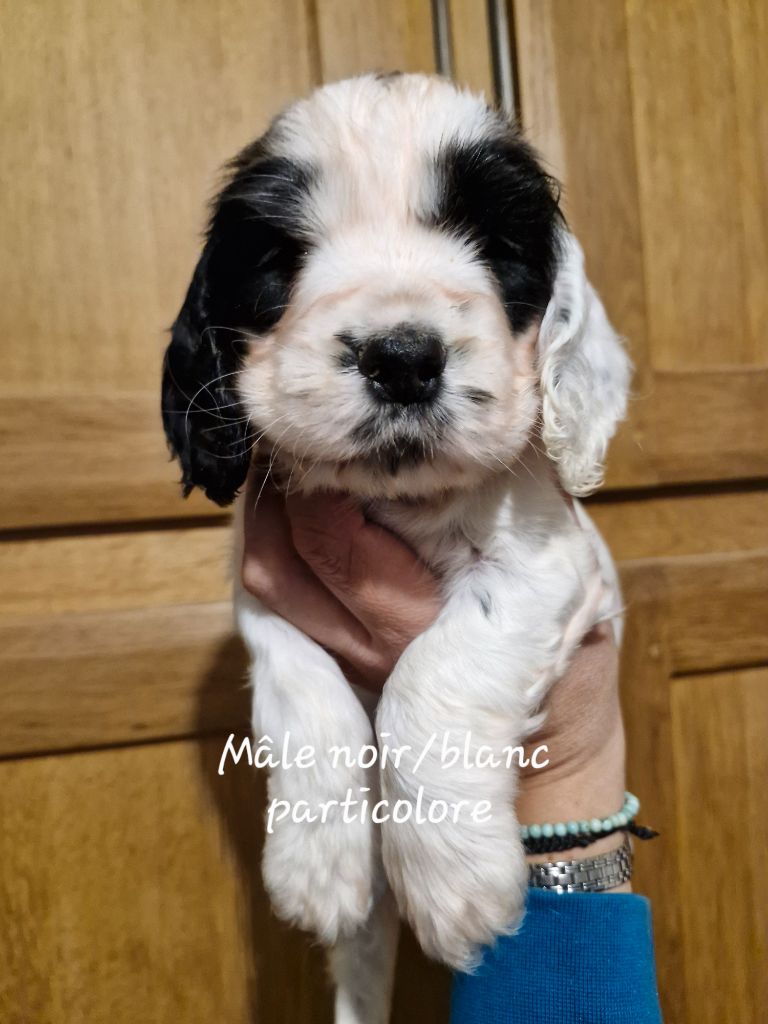 Du Domaine Des Crocs D'Ivoire - Chiot disponible  - Cocker Spaniel Anglais