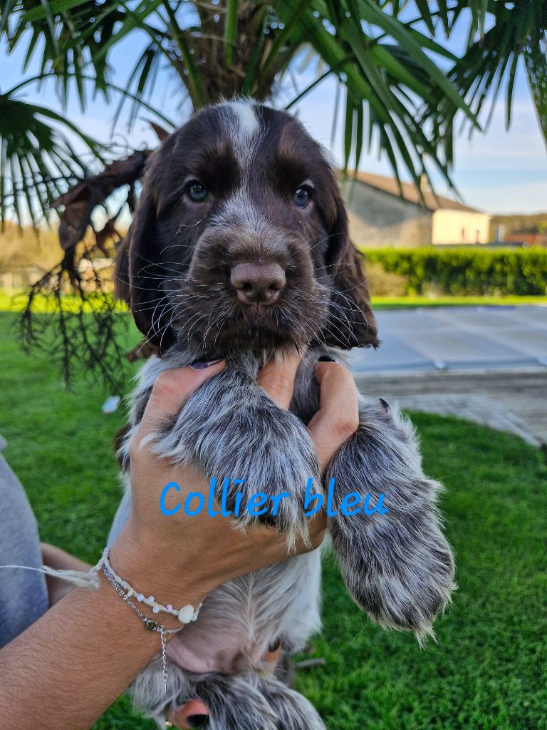 Du Domaine Des Crocs D'Ivoire - Chiot disponible  - Cocker Spaniel Anglais