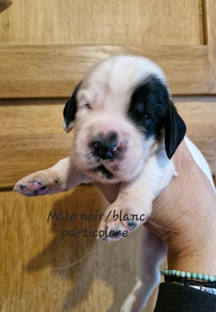 Du Domaine Des Crocs D'Ivoire - Chiot disponible  - Cocker Spaniel Anglais