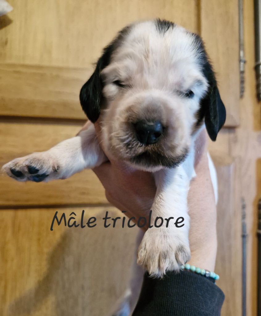 Du Domaine Des Crocs D'Ivoire - Chiot disponible  - Cocker Spaniel Anglais