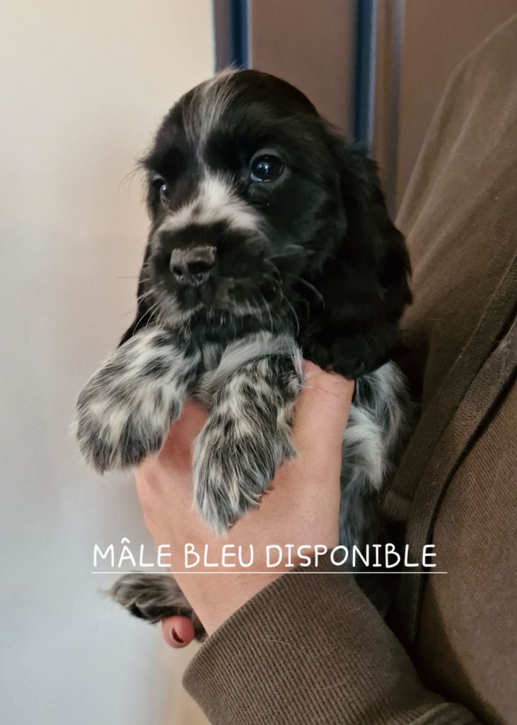 Du Domaine Des Crocs D'Ivoire - Chiot disponible  - Cocker Spaniel Anglais