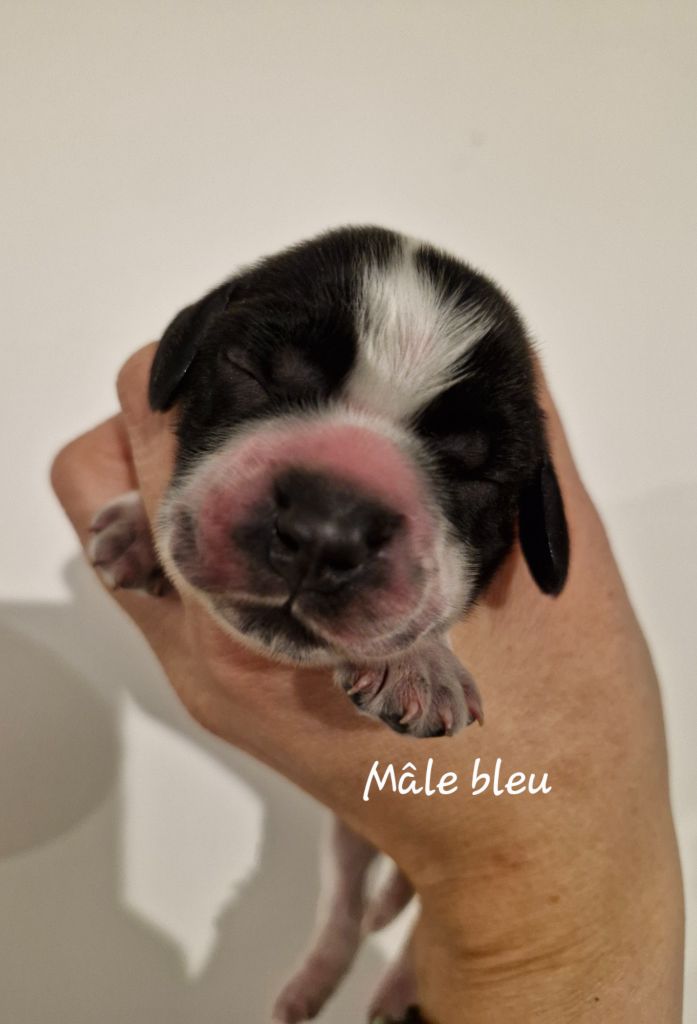 Du Domaine Des Crocs D'Ivoire - Chiot disponible  - Cocker Spaniel Anglais