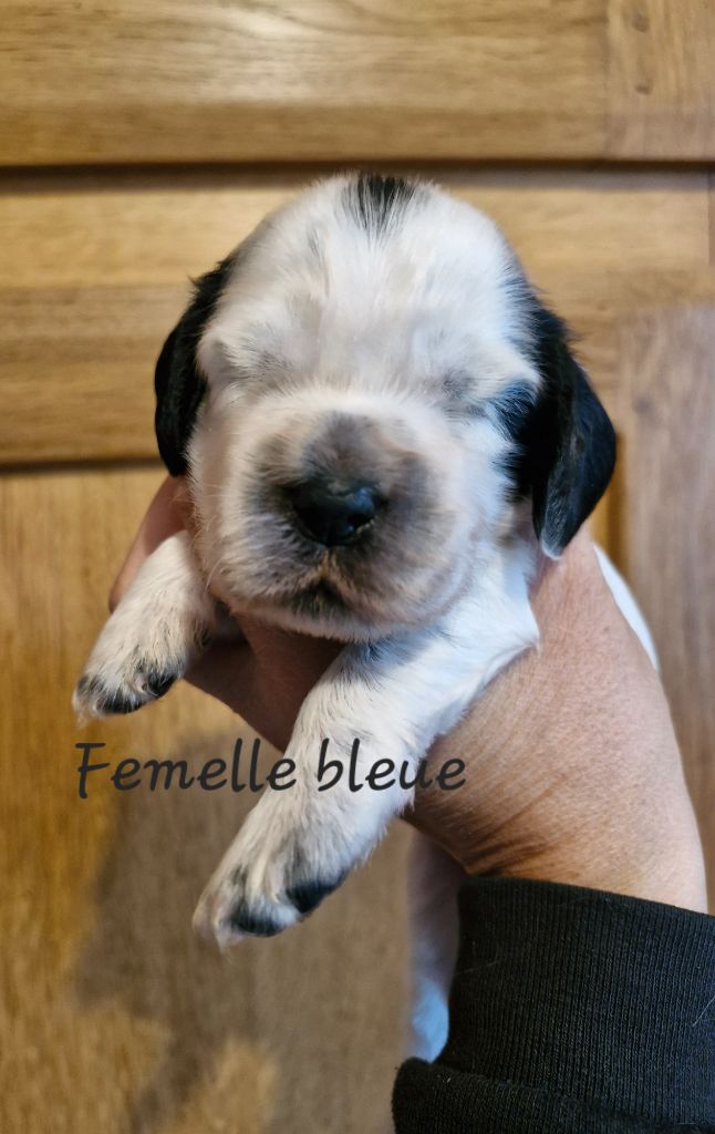 Du Domaine Des Crocs D'Ivoire - Chiot disponible  - Cocker Spaniel Anglais