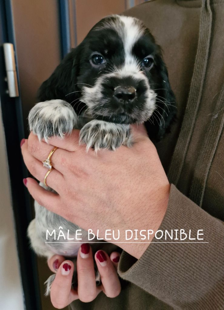 Du Domaine Des Crocs D'Ivoire - Chiot disponible  - Cocker Spaniel Anglais