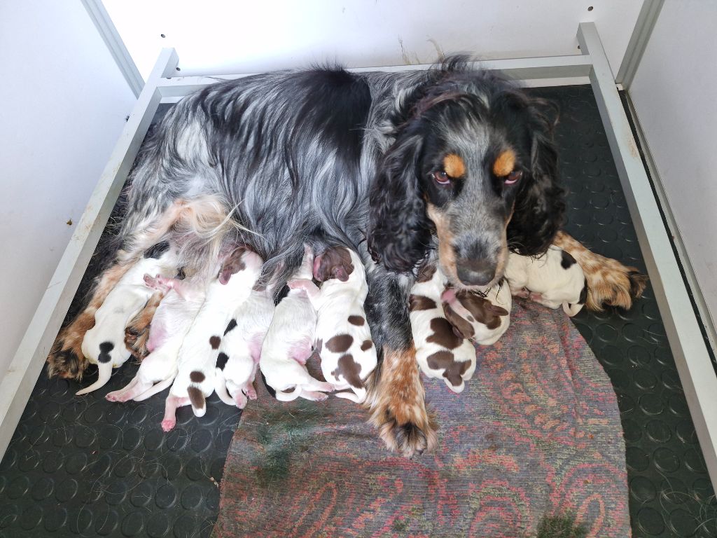 chiot Cocker Spaniel Anglais Du Domaine Des Crocs D'Ivoire