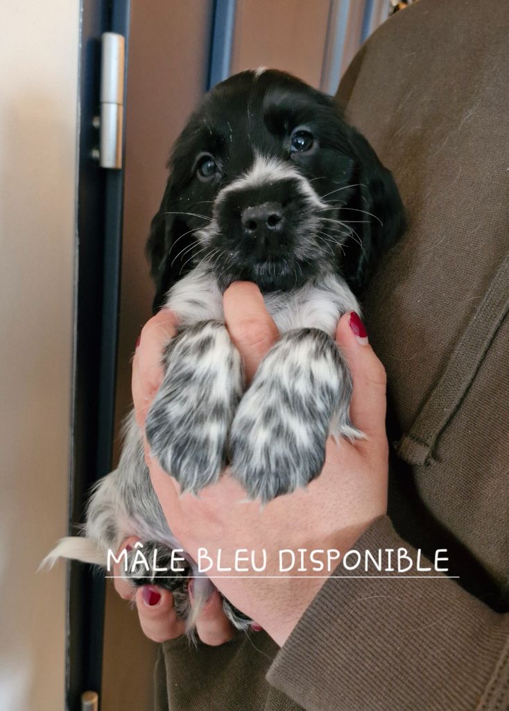 Du Domaine Des Crocs D'Ivoire - Chiot disponible  - Cocker Spaniel Anglais