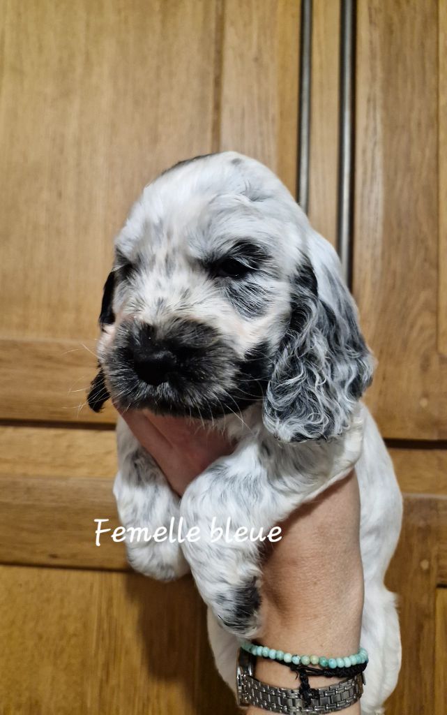 Du Domaine Des Crocs D'Ivoire - Chiot disponible  - Cocker Spaniel Anglais