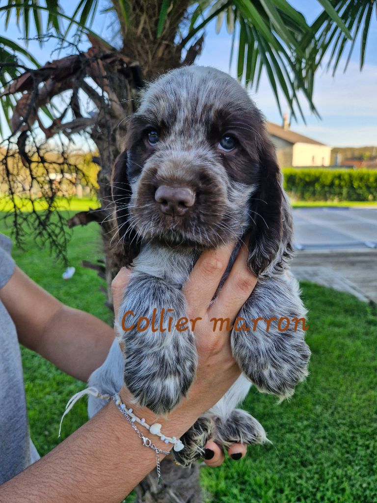 Du Domaine Des Crocs D'Ivoire - Chiot disponible  - Cocker Spaniel Anglais