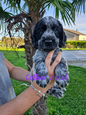 CHIOT 9, COLLIER VIOLET, VICKIE