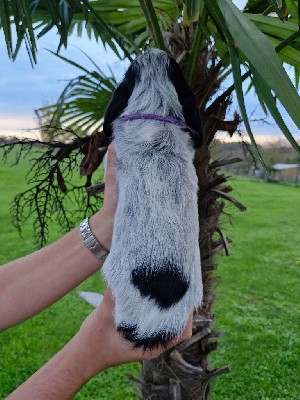 CHIOT 9, COLLIER VIOLET, VICKIE