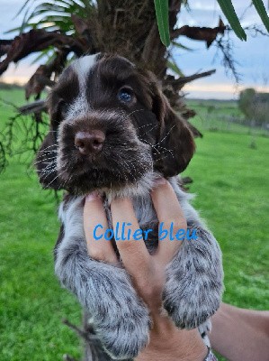 CHIOT 1, COLLIER BLEU, VOLTAIRE