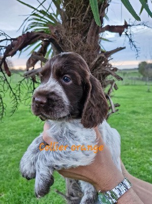 CHIOT 3, COLLIER ORANGE, V'CHARLES