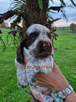 CHIOT 2, COLLIER MARRON, VUITTON