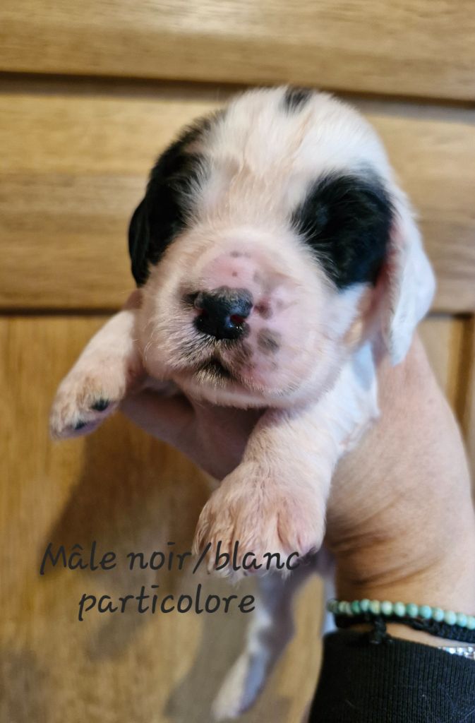 Du Domaine Des Crocs D'Ivoire - Chiot disponible  - Cocker Spaniel Anglais