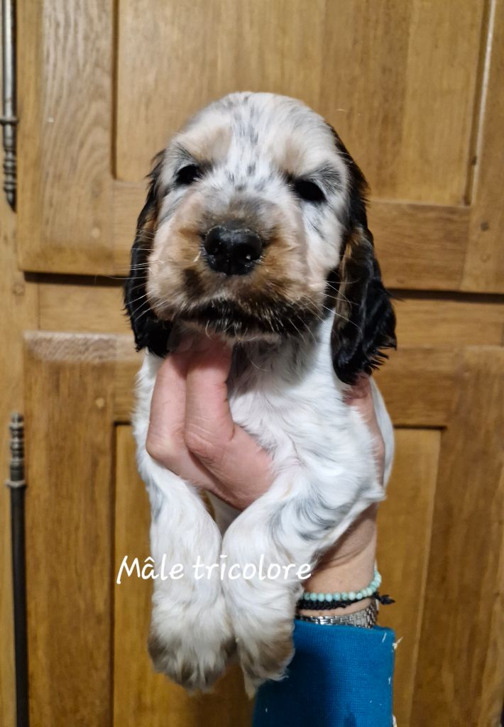 Du Domaine Des Crocs D'Ivoire - Chiot disponible  - Cocker Spaniel Anglais