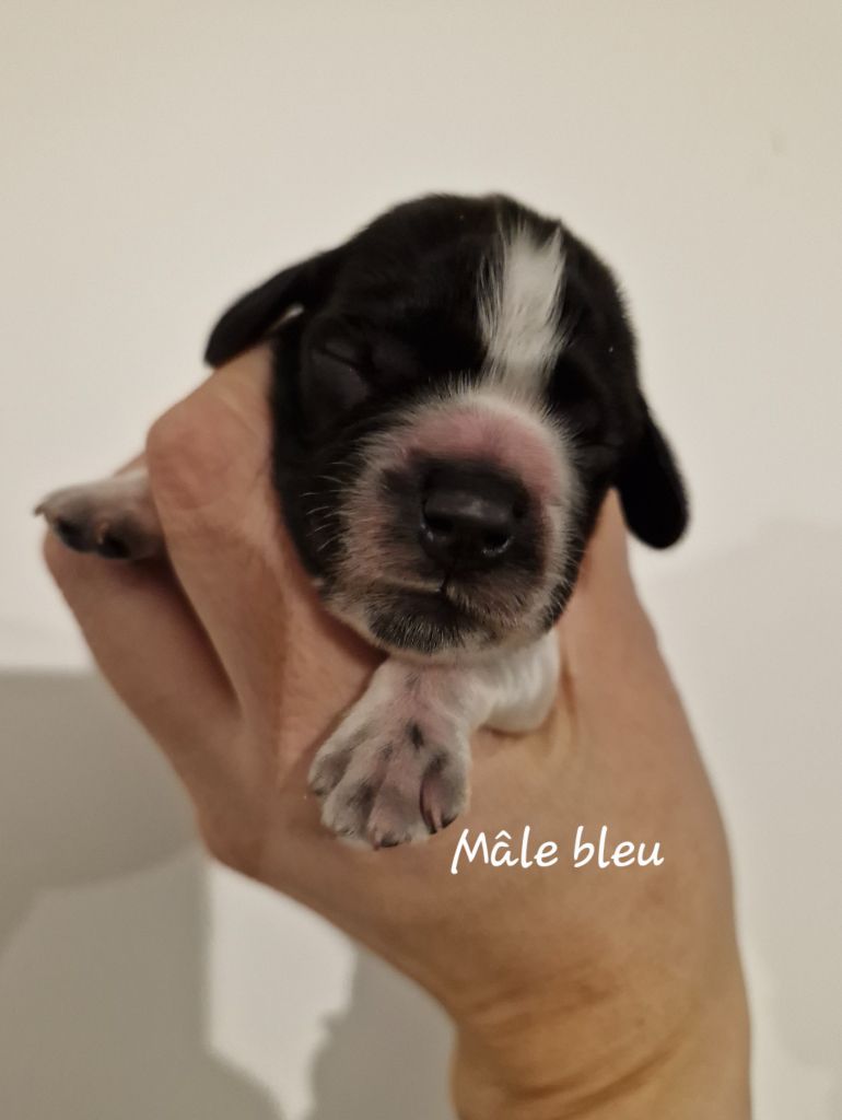 Du Domaine Des Crocs D'Ivoire - Chiot disponible  - Cocker Spaniel Anglais