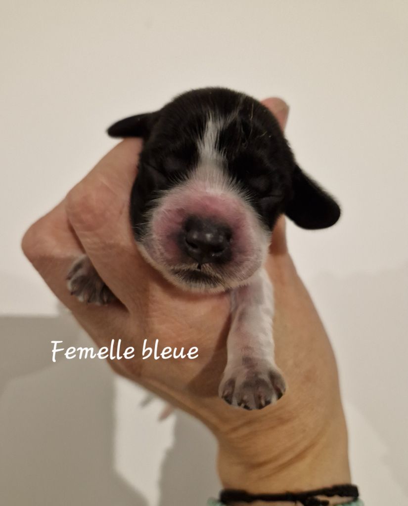 Du Domaine Des Crocs D'Ivoire - Chiot disponible  - Cocker Spaniel Anglais