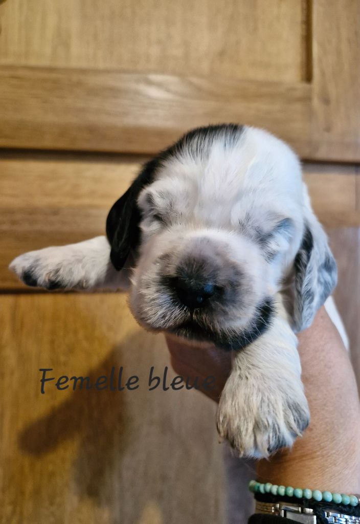 Du Domaine Des Crocs D'Ivoire - Chiot disponible  - Cocker Spaniel Anglais