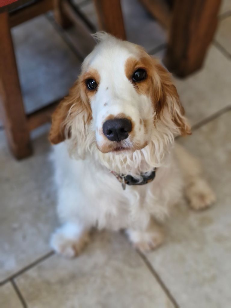 Vanille coeur caramel Du Domaine Des Crocs D'Ivoire