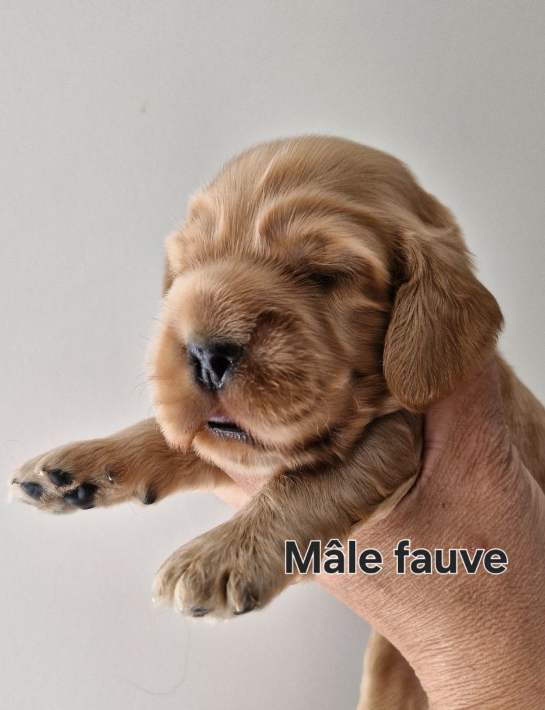 Du Domaine Des Crocs D'Ivoire - Chiots disponibles - Cocker Spaniel Anglais