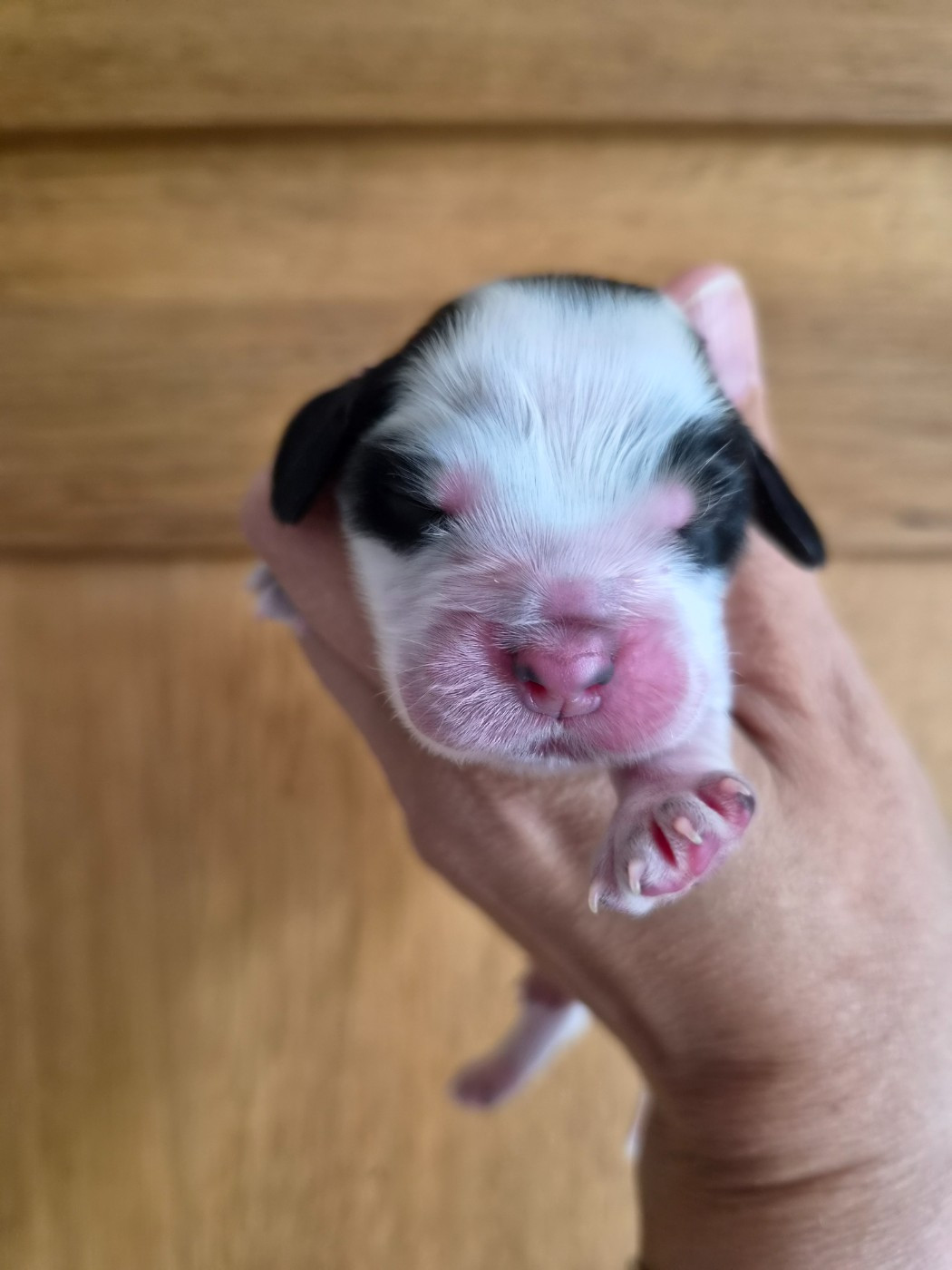 Du Domaine Des Crocs D'Ivoire - Chiots disponibles - Cocker Spaniel Anglais