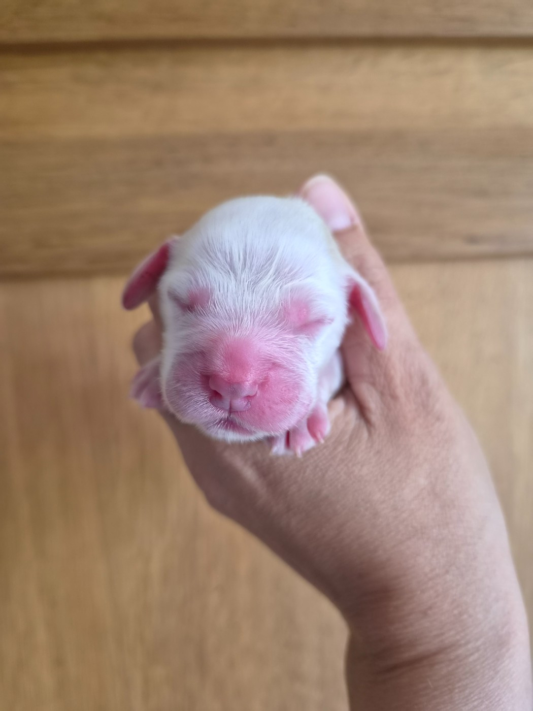 Du Domaine Des Crocs D'Ivoire - Chiots disponibles - Cocker Spaniel Anglais