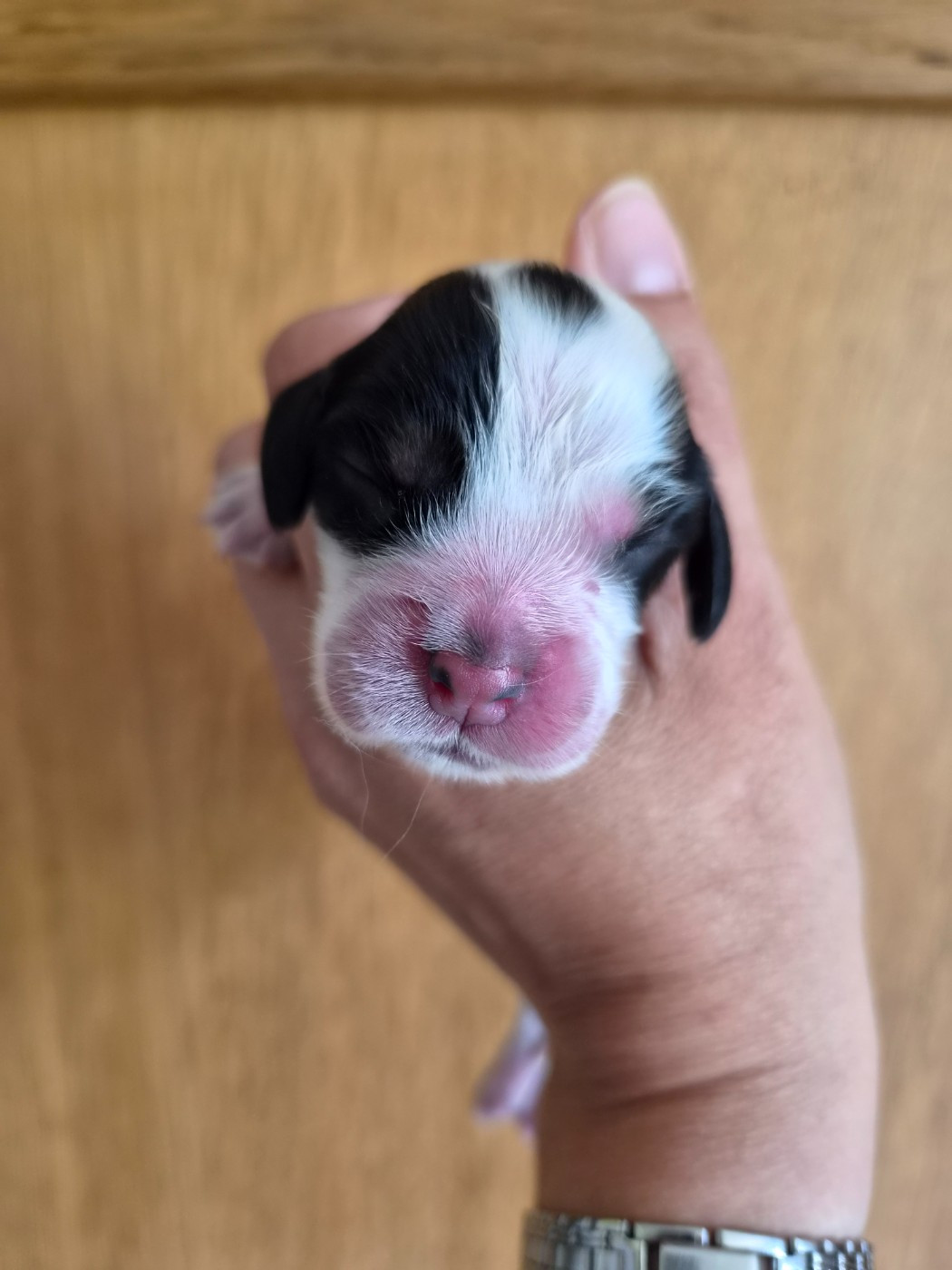 Du Domaine Des Crocs D'Ivoire - Chiots disponibles - Cocker Spaniel Anglais