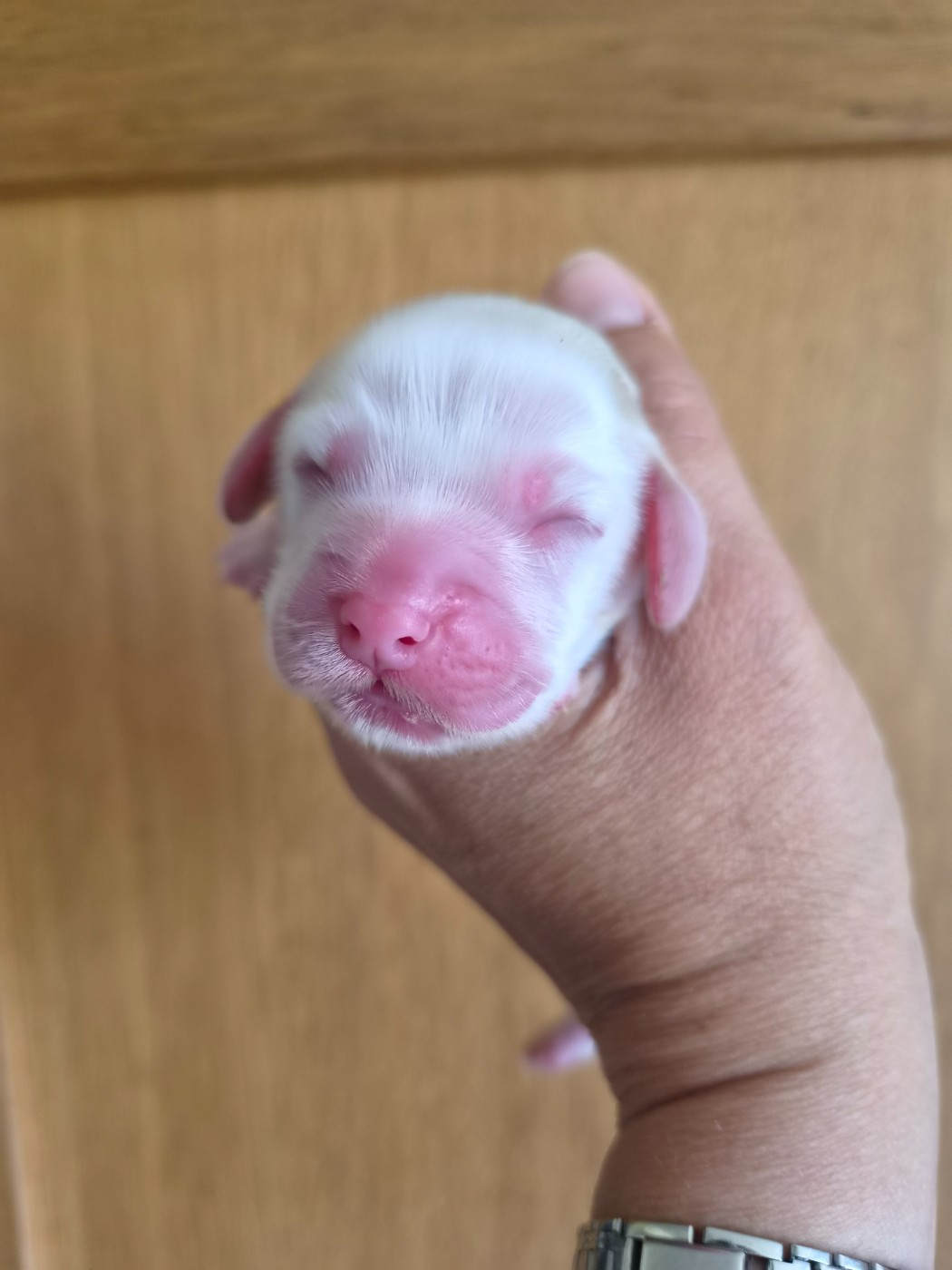 Du Domaine Des Crocs D'Ivoire - Chiots disponibles - Cocker Spaniel Anglais