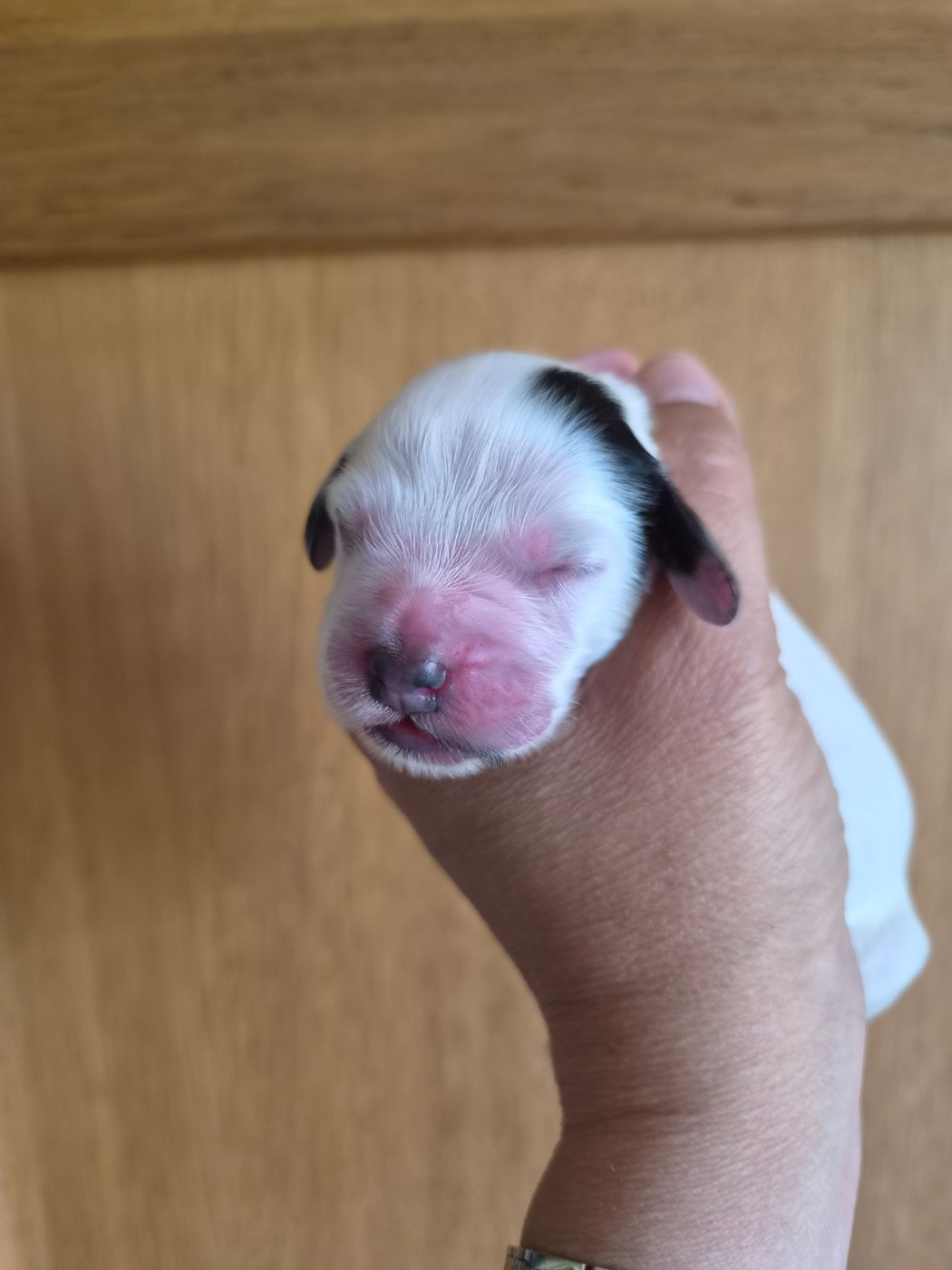 Du Domaine Des Crocs D'Ivoire - Chiots disponibles - Cocker Spaniel Anglais