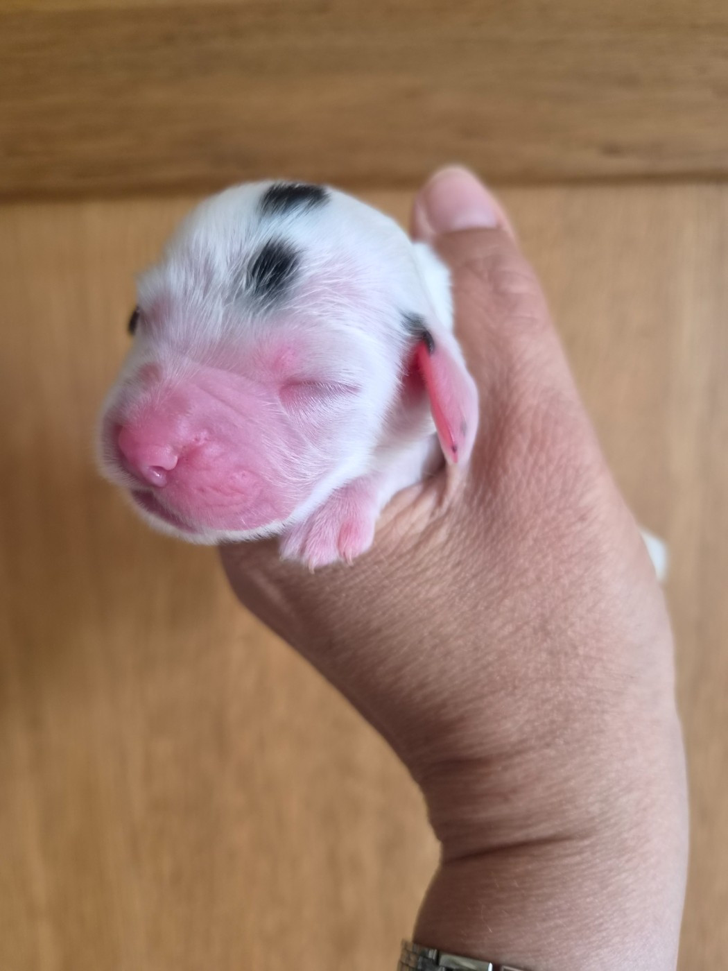 Du Domaine Des Crocs D'Ivoire - Chiots disponibles - Cocker Spaniel Anglais