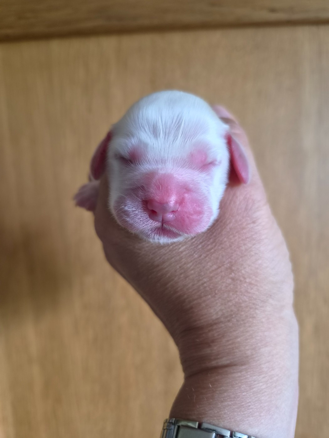 Du Domaine Des Crocs D'Ivoire - Chiots disponibles - Cocker Spaniel Anglais