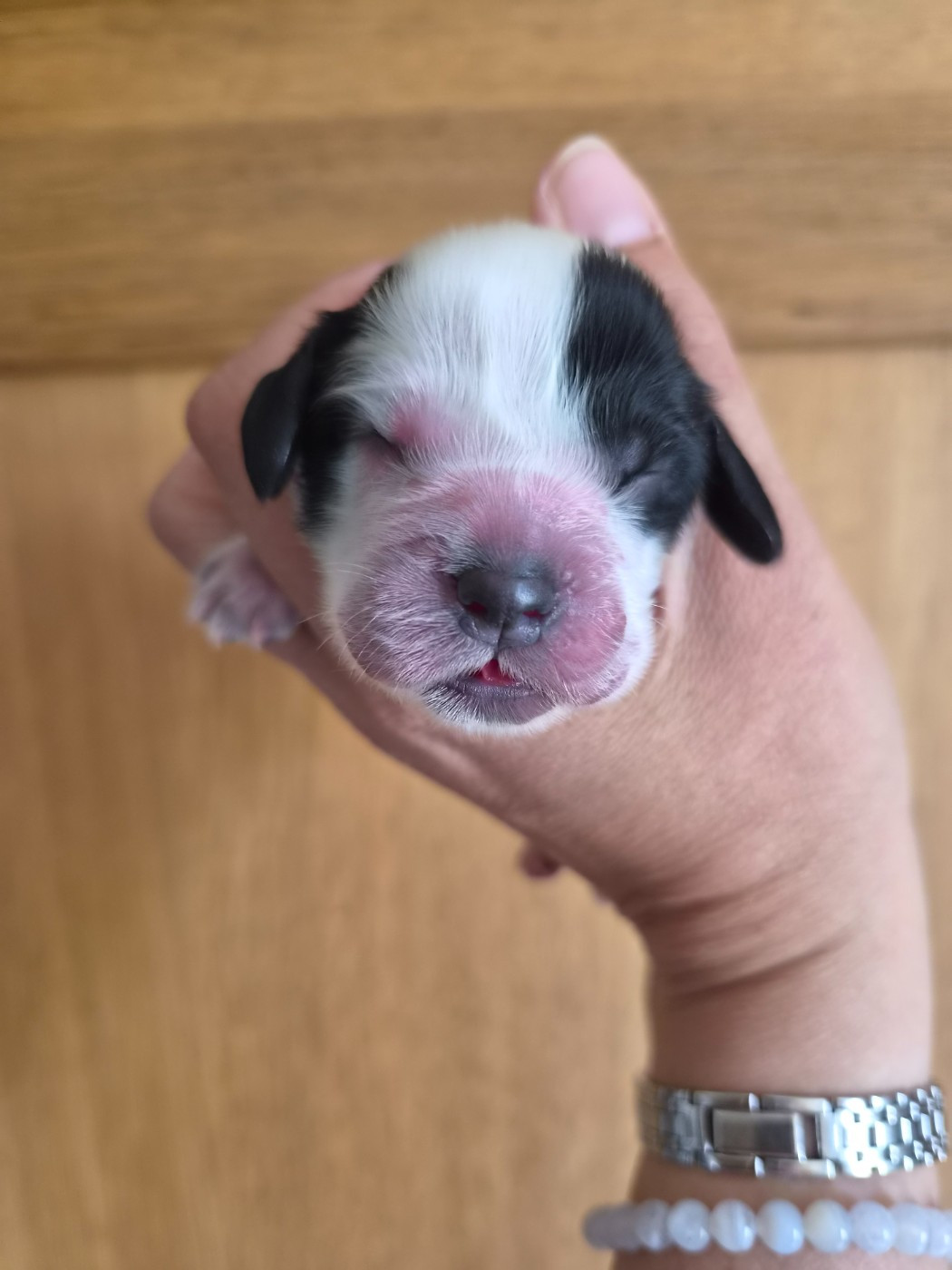 Du Domaine Des Crocs D'Ivoire - Chiots disponibles - Cocker Spaniel Anglais