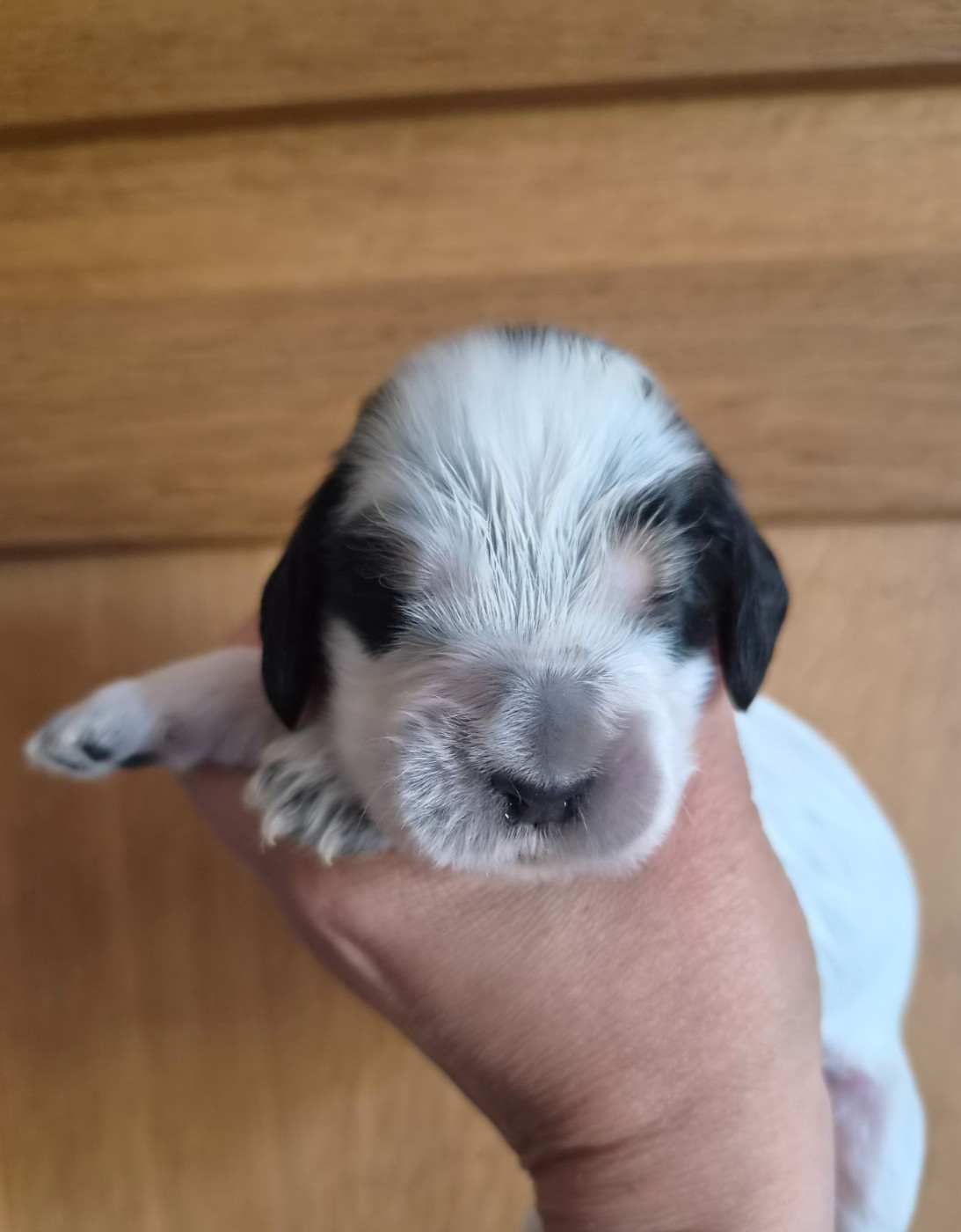 Du Domaine Des Crocs D'Ivoire - Chiots disponibles - Cocker Spaniel Anglais