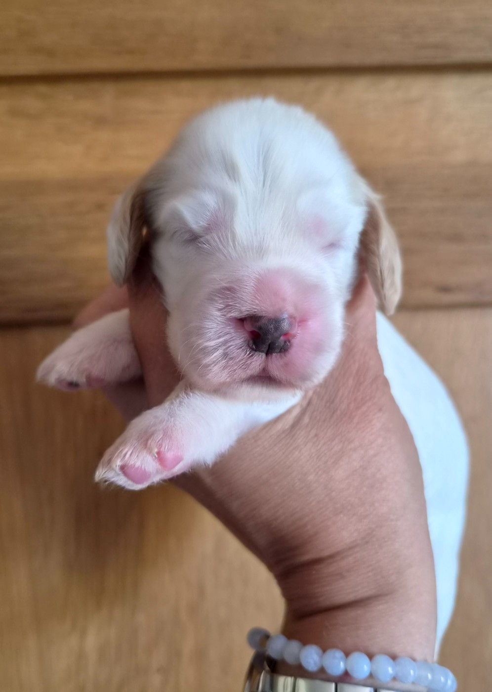 Du Domaine Des Crocs D'Ivoire - Chiots disponibles - Cocker Spaniel Anglais