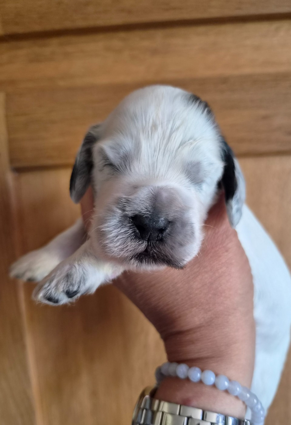 Du Domaine Des Crocs D'Ivoire - Chiots disponibles - Cocker Spaniel Anglais