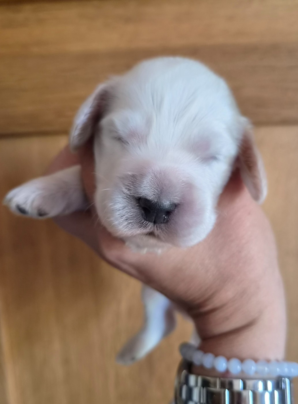 Du Domaine Des Crocs D'Ivoire - Chiots disponibles - Cocker Spaniel Anglais