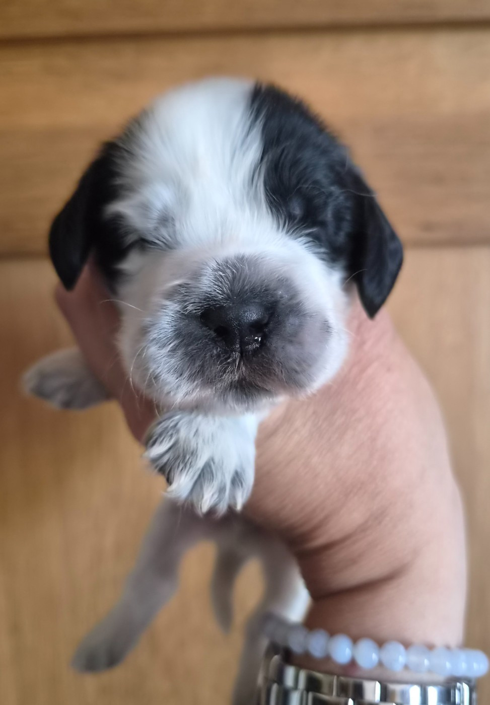 Du Domaine Des Crocs D'Ivoire - Chiots disponibles - Cocker Spaniel Anglais