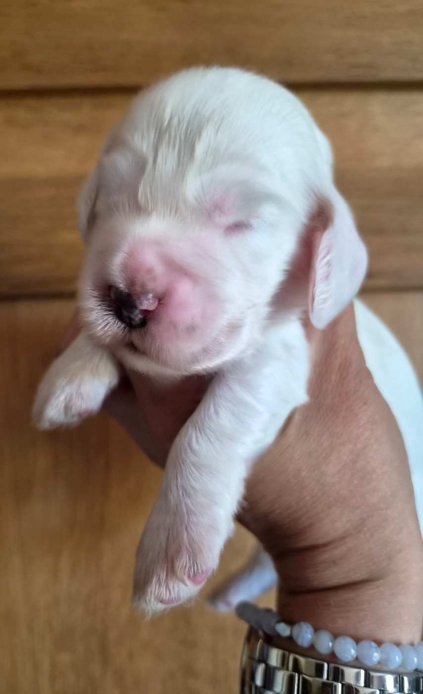 Du Domaine Des Crocs D'Ivoire - Chiots disponibles - Cocker Spaniel Anglais