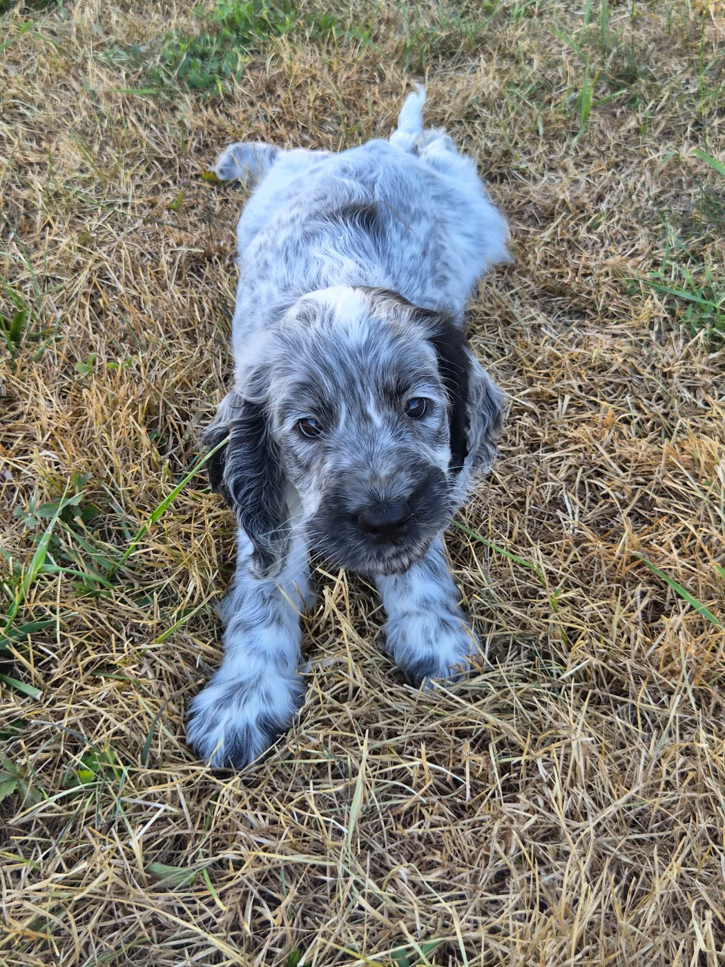 Du Domaine Des Crocs D'Ivoire - Chiots disponibles - Cocker Spaniel Anglais