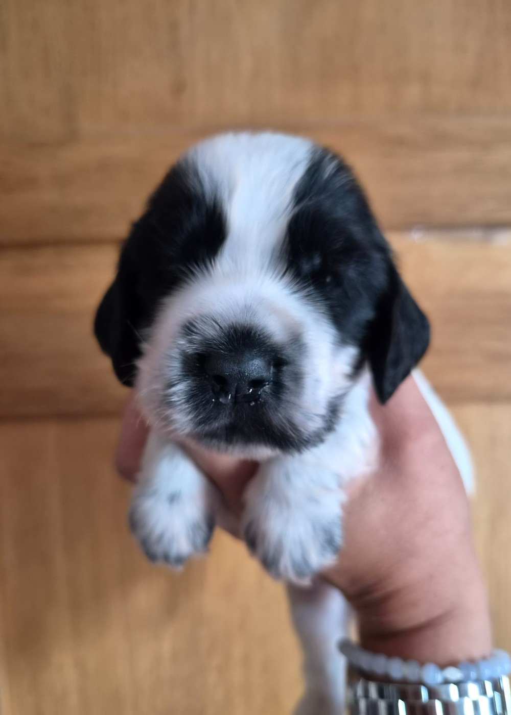 Du Domaine Des Crocs D'Ivoire - Chiots disponibles - Cocker Spaniel Anglais