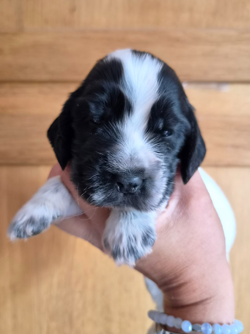 Du Domaine Des Crocs D'Ivoire - Chiots disponibles - Cocker Spaniel Anglais