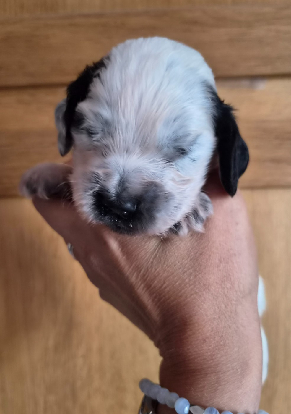 Du Domaine Des Crocs D'Ivoire - Chiots disponibles - Cocker Spaniel Anglais