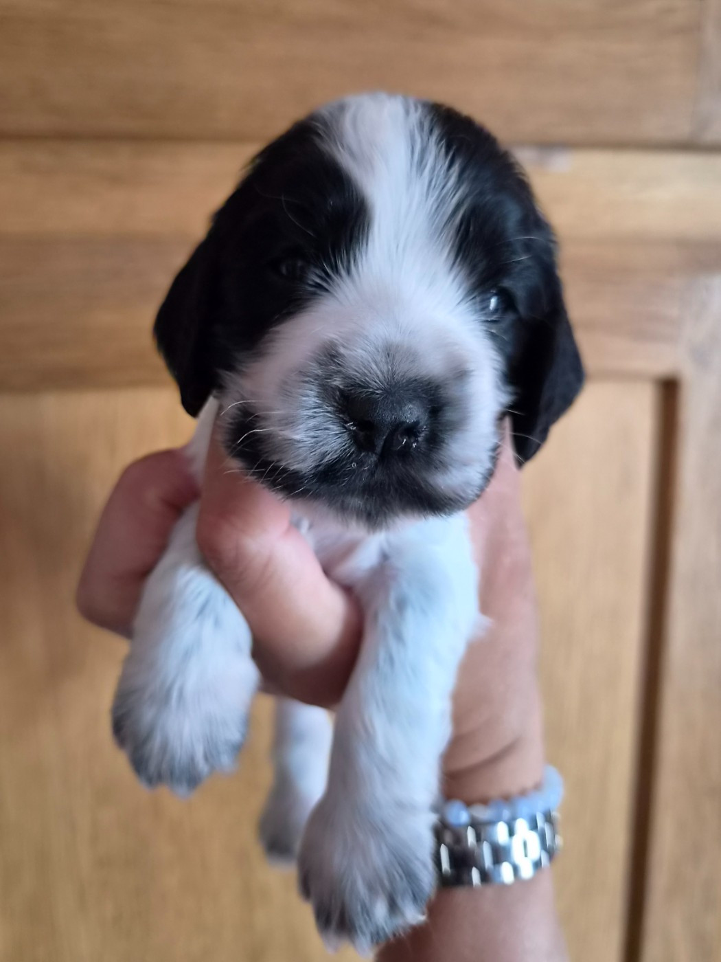 Du Domaine Des Crocs D'Ivoire - Chiots disponibles - Cocker Spaniel Anglais