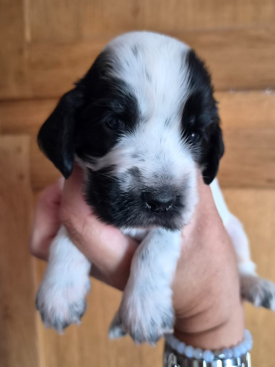 Du Domaine Des Crocs D'Ivoire - Chiots disponibles - Cocker Spaniel Anglais