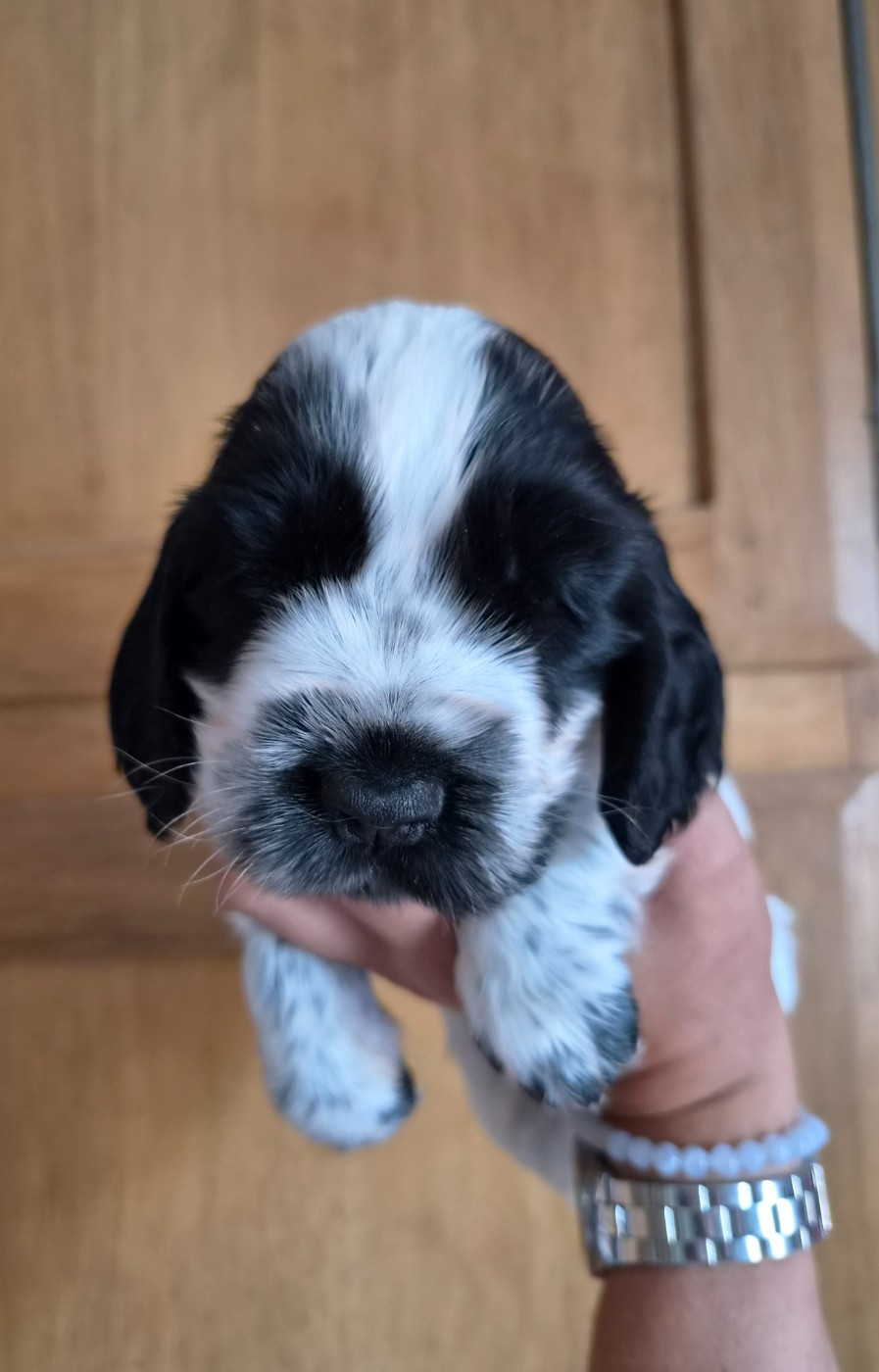 Du Domaine Des Crocs D'Ivoire - Chiots disponibles - Cocker Spaniel Anglais