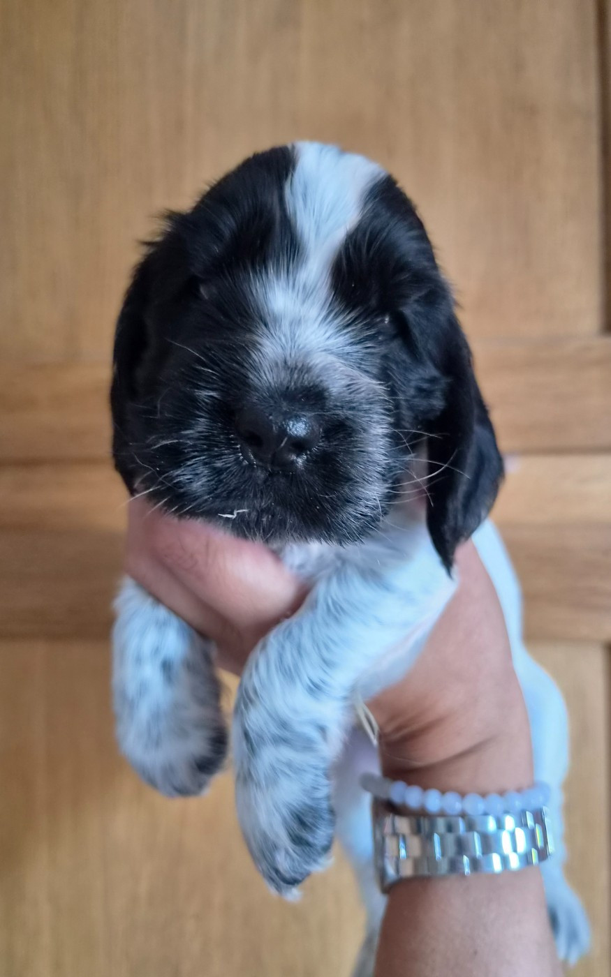 Du Domaine Des Crocs D'Ivoire - Chiots disponibles - Cocker Spaniel Anglais