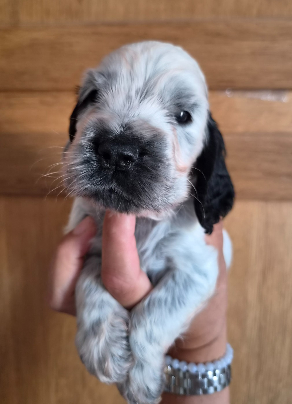 Du Domaine Des Crocs D'Ivoire - Chiots disponibles - Cocker Spaniel Anglais