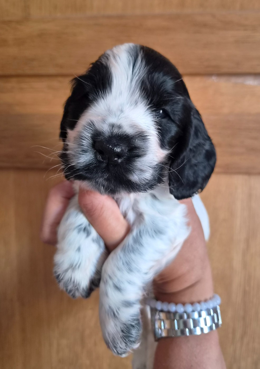 Du Domaine Des Crocs D'Ivoire - Chiots disponibles - Cocker Spaniel Anglais