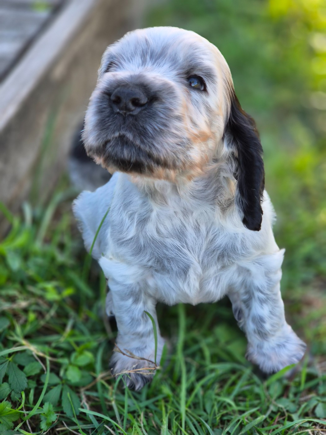 Du Domaine Des Crocs D'Ivoire - Chiots disponibles - Cocker Spaniel Anglais