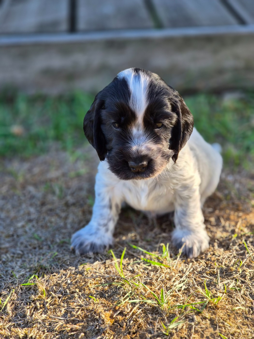 Du Domaine Des Crocs D'Ivoire - Chiots disponibles - Cocker Spaniel Anglais